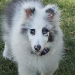 Shetland Sheepdogs from LND Shelties