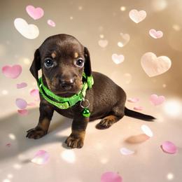 Heath - Chocolate and tan male Dachshund puppy in Alvin, Texas from Cosson's Dachshunds of Alvin