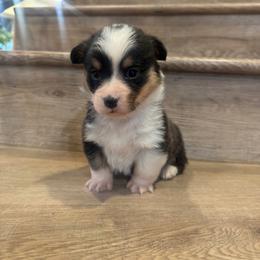 Lyra - Black and tan female Pembroke Welsh Corgi puppy in Phelan, California from Desert Sunset Pembroke Welsh Corgis