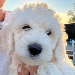 Goldendoodle Puppies from Pacific Goldendoodle, LLC