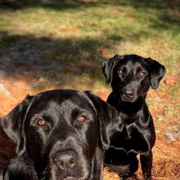 Labrador Retrievers from Duck U Kennels