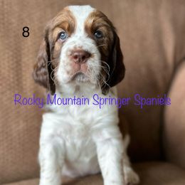 8 - Tri-Roan female English Springer Spaniel puppy in Cheyenne, Wyoming from Rocky Mountain Springer Spaniels
