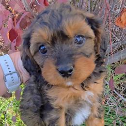 Hersey - Black and tan male Cavapoo puppy in Blackfoot, Idaho from Rocky Desert Goldens and Cavaliers
