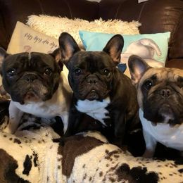 French Bulldog Puppies from Color Me Pied Frenchies
