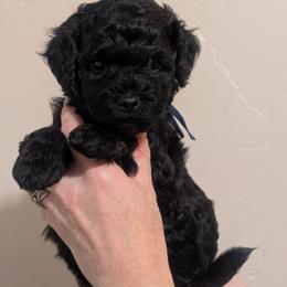 Blue Boy - black - Black male Whoodle puppy in Kalispell, Montana from Countryman Whoodles