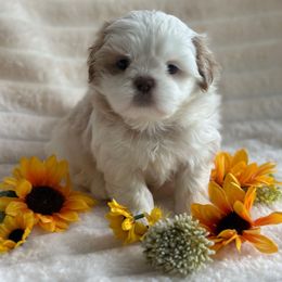 Goofy - Blue male Shih Tzu puppy in Kettering, Ohio from LaDawn’s Little Lions