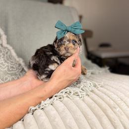 Diana BLUE EYES - Brown merle female Aussiedoodle puppy in Sweetwater, Florida from Sandy Snout Doodles