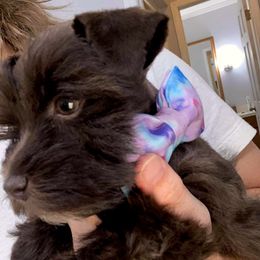 Miniature Schnauzers from Shannon Johnson