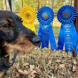 Dachshunds from McCann Creek