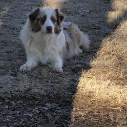 Australian Shepherd puppies from Howell Aussies
