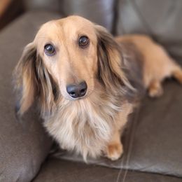 Taffy - Dachshund