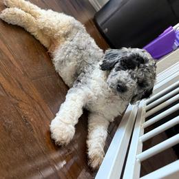 Samson - male Golden Mountain Doodle puppy in Big Spring, Texas from Oliva’s Doods