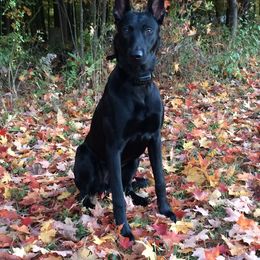 Roxann - Belgian Malinois