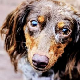 Dachshunds from Bootheel Gems