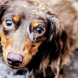 Dachshunds from Bootheel Gems