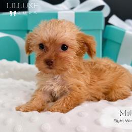 Millie - Sable female Yorkshire Terrier puppy in Scottsdale, Arizona from Lil Luxe Pups