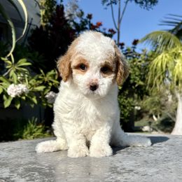 Girl 2 - Parti female Poodle puppy in San Diego, California from Goldendoodles & Poodles of San Diego