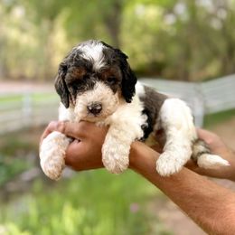 Cardinals - Grey and white female Bernedoodle puppy in Thatcher, New Mexico from Brush Fire Doodles