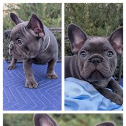 Guru - Blue male French Bulldog puppy in Spokane, Washington from Wow-za French Bulldogs
