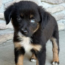 Lily - Black tri female Miniature Australian Shepherd puppy in Cunningham, Tennessee from Copper Creek Aussies