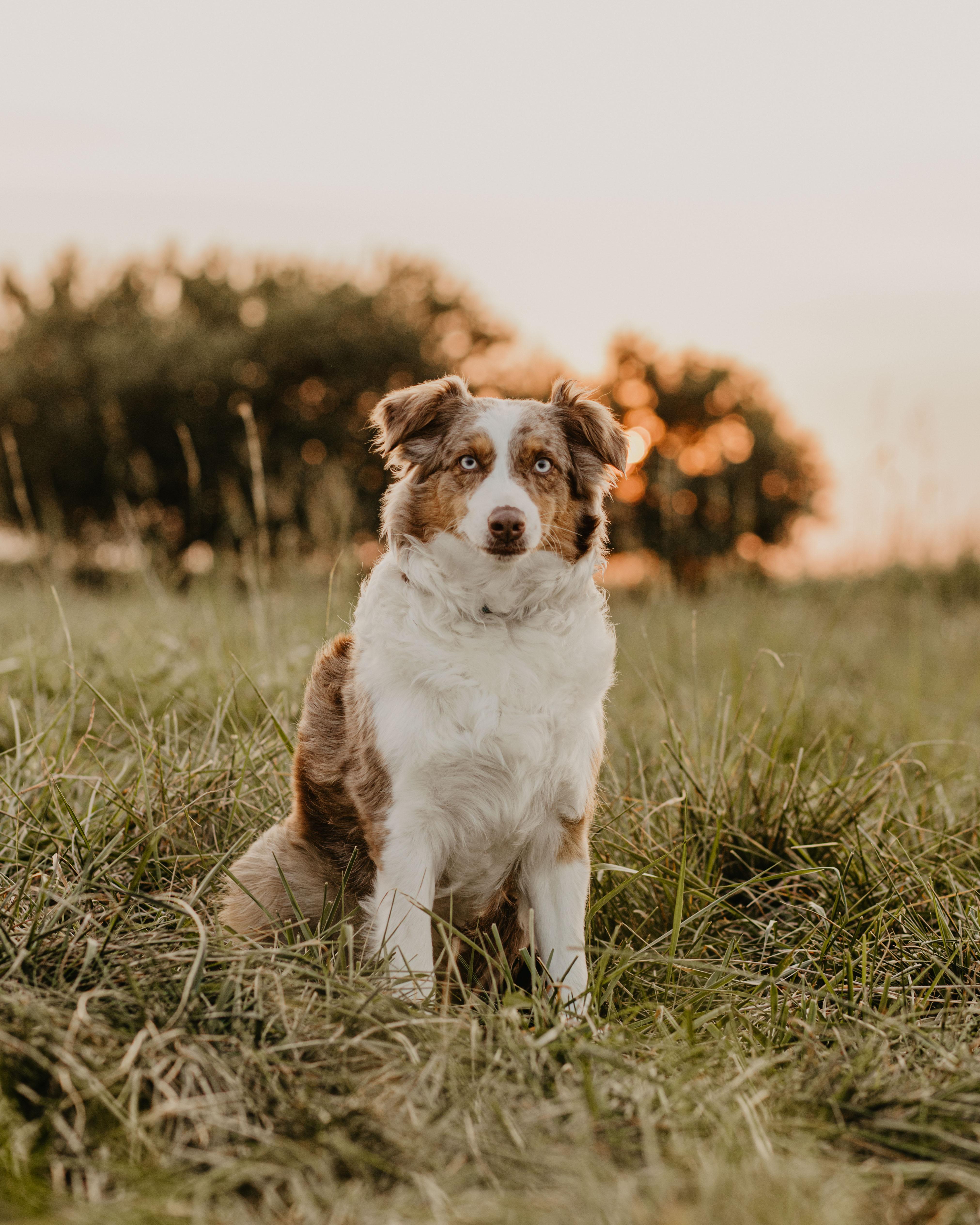KTD Trigger Happy (Annie) - Australian Shepherd