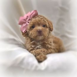 Poodle Puppies from Upper Echelon