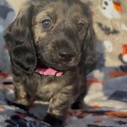 Pink collar brindle girl - Brindle female Dachshund puppy in Lubbock, Texas from It’s a Hot Mess