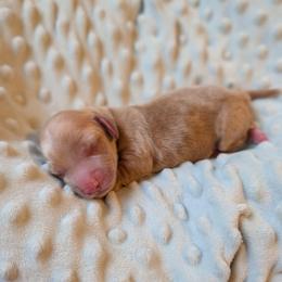 Tootsie - Cream female Dachshund puppy in Huachuca City, Arizona from Az's B&B Doxies