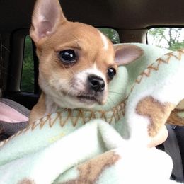 Chihuahua Puppies from Western Kentucky Chihuhua