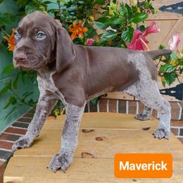 Maverick - Liver roan male German Shorthaired Pointer puppy in Elberta, Alabama from Old Orchard Farm