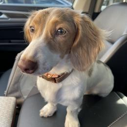 Maya - Dachshund