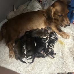 Dachshund Puppies from Dashing Doxie’s
