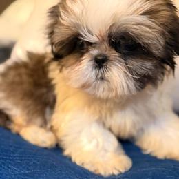 Stitch - Black gold and silver male Shih Tzu puppy in Azusa, California from RJ Shih Tzu lover