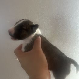 Girl1 - Brindle and white female Miniature Bull Terrier puppy in Corona, California from Joyful_minibulls