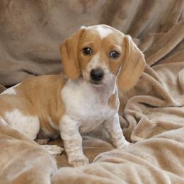 Dasha - Piebald female Dachshund puppy in Meridian, Idaho from Lucy’s Dachshund Home