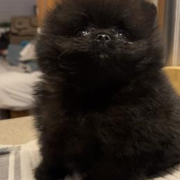 Pomeranian Puppies from Silver’s Reigning Heir Poms