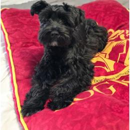 Miniature Schnauzer Puppies from Mert's Creek Miniature Schnauzers