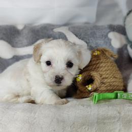 Beau - White male Coton de Tulear puppy in Westfield, North Carolina from Legacy Pets