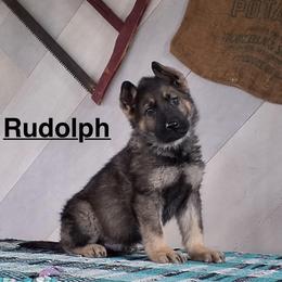Boy 5 - male German Shepherd puppy in Whitehouse, Ohio from Providence Landhaus
