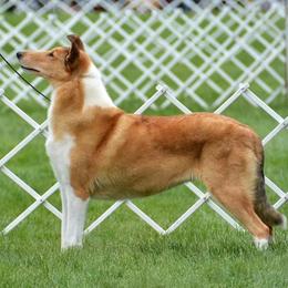 Collie Puppies from Creekwood Collies