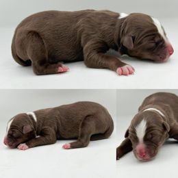 Red tri male 2 - Red tri male Miniature Australian Shepherd puppy in Brooker, Florida from Honey, I Shrunk the Aussies