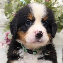Donny domino - Tri-color male Bernese Mountain Dog puppy in Yuciapa, California from AlltheDoodlez_