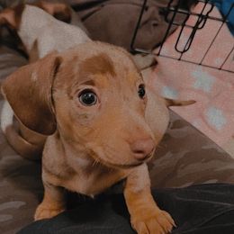 Dachshund Puppies from SouthernMama Doxies