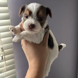 Riku - Chocolate, tan and white male Yorkshire Terrier puppy in Fredericksburg, Virginia from VA Exclusive Yorkies
