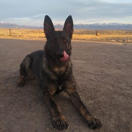 German Shepherds from Haven Haus Kennels
