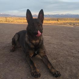 German Shepherds from Haven Haus Kennels
