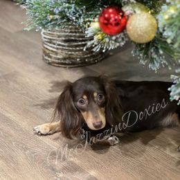 Gracie - Dachshund