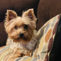 Roxy - Yorkshire Terrier