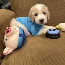 Zane - Parti male Poodle puppy in Mobile, Alabama from Semmy’s Standard Poodle LLC