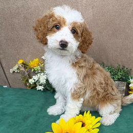 Savanna - female Australian Mountain Doodle puppy in Seymour, Missouri from D and D’s Dandy Doodles